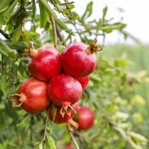 Punica Granatum, Granátovník púnsky ´ACCO´, kont. C9L, výška: 70-90cm (-16°C)